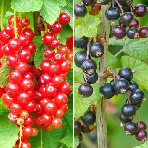 Ofertă specială! Coacăzi Sweet Duo, set de 2 soiuri imagine 1 articol 4917