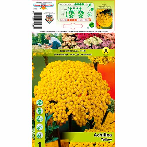 Coada șoricelului (Achillea) Yellow imagine 1 articol 76156