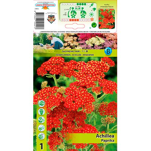 Coada șoricelului (Achillea) Paprika imagine 1 articol 76154
