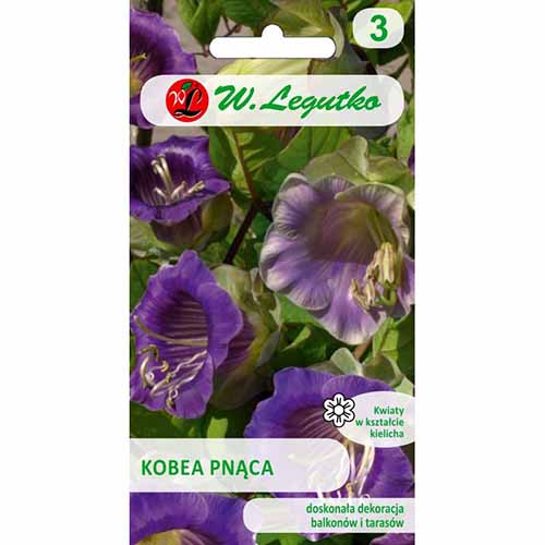 Cobaea violet imagine 1 articol 96744