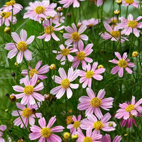 Coreopsis American Dream imagine 1 articol 01353