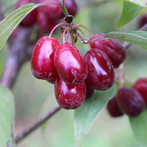 Corn (Cornus Mas) Krana imagine 1 articol 4861