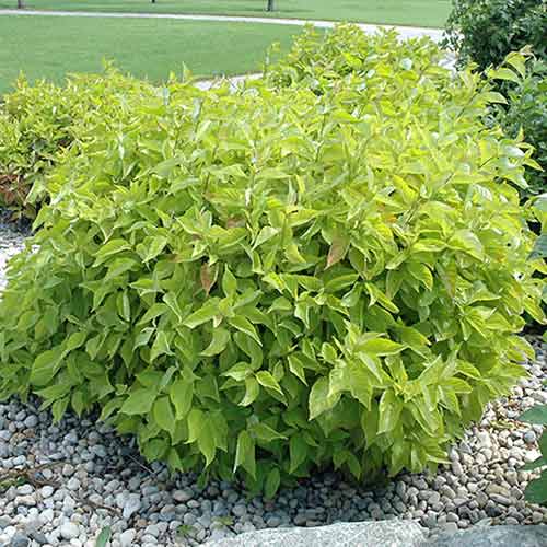 Cornus alba Aurea imagine 1 articol 4748