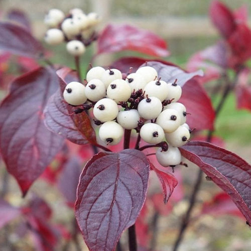 Cornus alba Kesselringii imagine 1 articol 4425