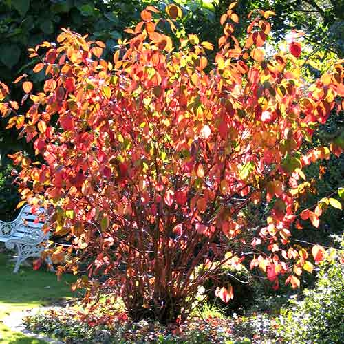 Cornus alba Siberian pearls imagine 1 articol 4747