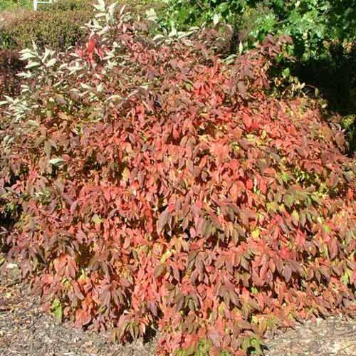 Cornus Red Gnome imagine 1 articol 3908