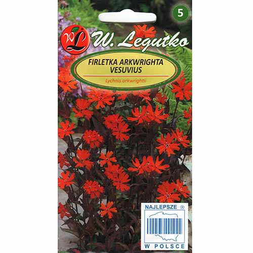 Lychnis arkwrightii Vesuvius imagine 1 articol 96771