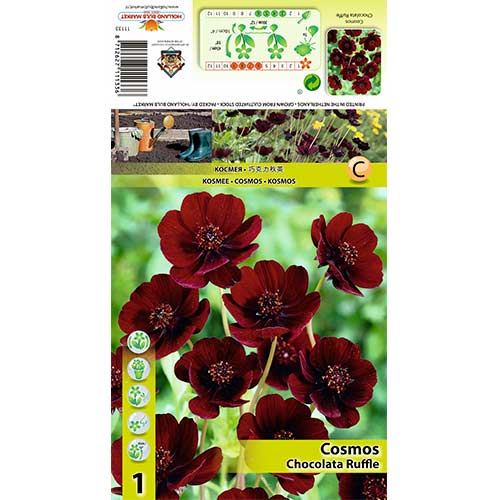 Cosmos (Mărărițe) Chocolate Ruffle imagine 1 articol 70368