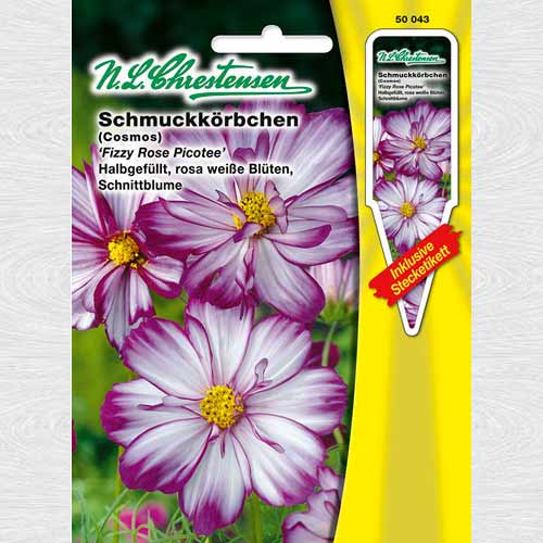 Cosmos (Mărărițe) Fizzy Rose Picotee imagine 1 articol 69279