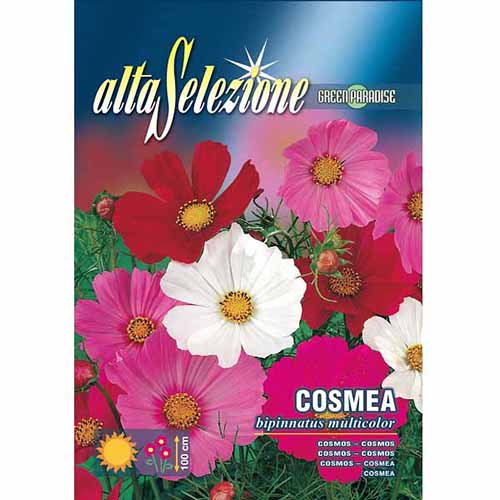 Cosmos (Mărărițe) mix multicolor imagine 1 articol 96331