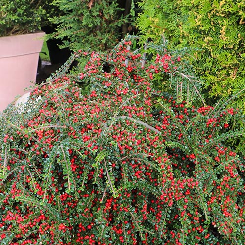 Cotoneaster Horizontalis imagine 2 articol 9579