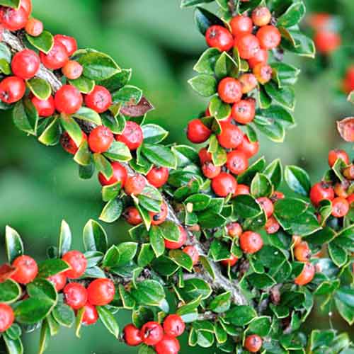 Cotoneaster Skogholm imagine 1 articol 4427