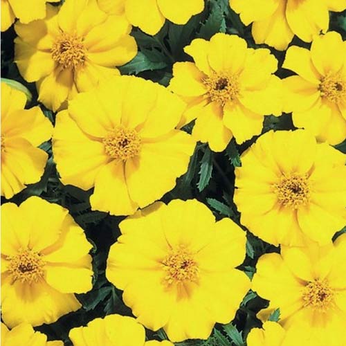 Crăițe Sunny imagine 1 articol 78506