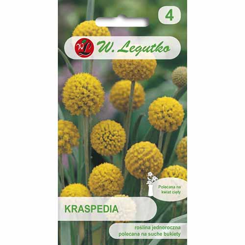 Craspedia galbenă imagine 1 articol 96745