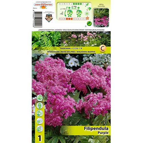 Crețușcă (Filipendula) Purple imagine 1 articol 70388
