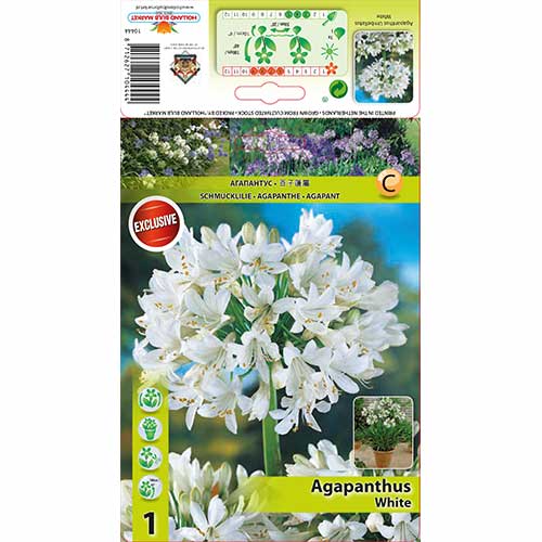 Crin african (Agapanthus) White imagine 1 articol 76158