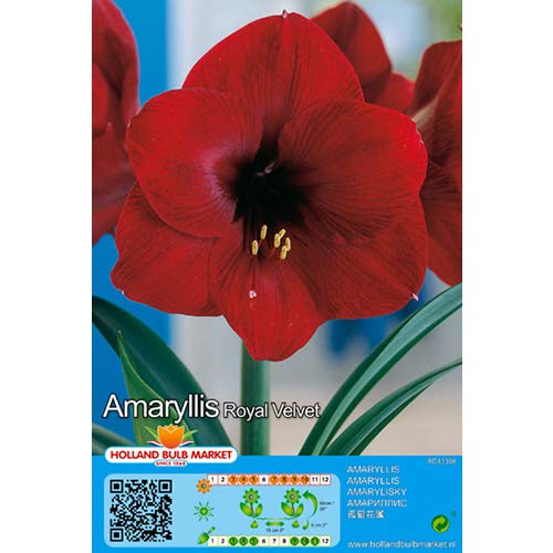 Crin de cameră (Amaryllis) Royal Velvet imagine 1 articol 76014