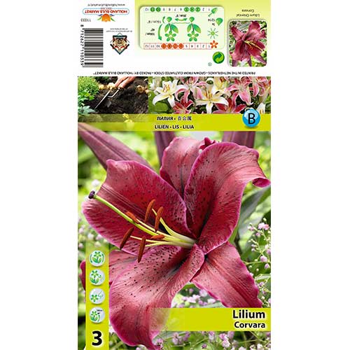 Crin Corvara imagine 1 articol 70427