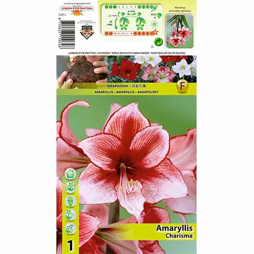 Crin de cameră (Amaryllis) Charisma imagine 1 articol 70325