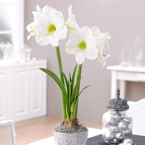 Crin de cameră (Amaryllis) Christmas Gift imagine 1 articol 67574