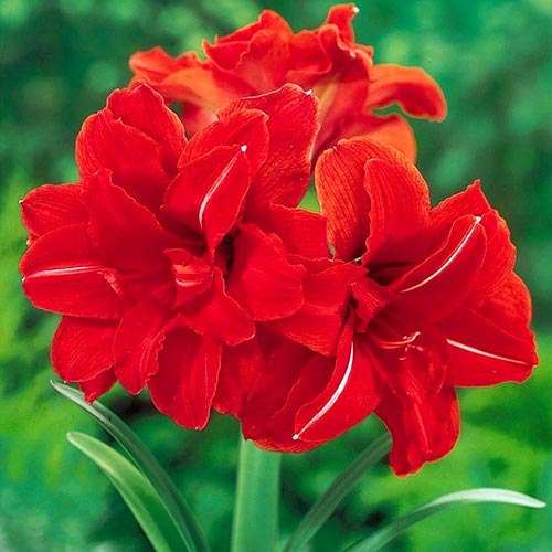 Crin de cameră (Amaryllis) Double Dragon imagine 1 articol 67073