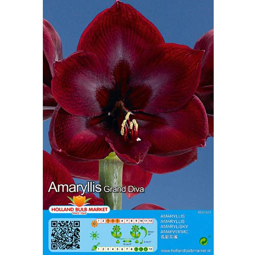 Crin de cameră (Amaryllis) Grand Diva imagine 1 articol 70326
