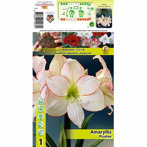 Crin de cameră (Amaryllis) Picotee imagine 1 articol 76013