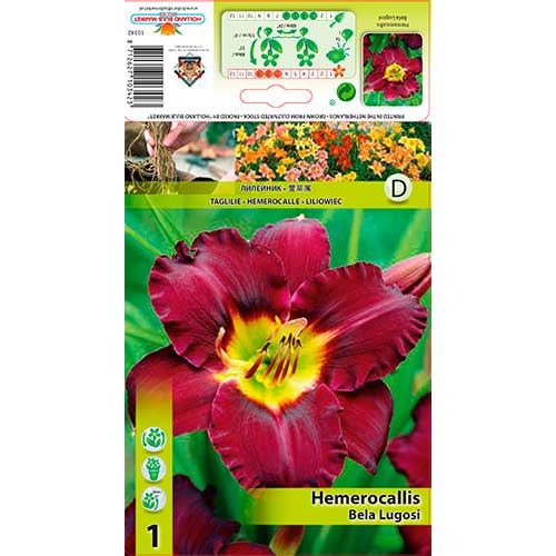 Crin de o zi (Hemerocallis) Bela Lugosi imagine 1 articol 76265