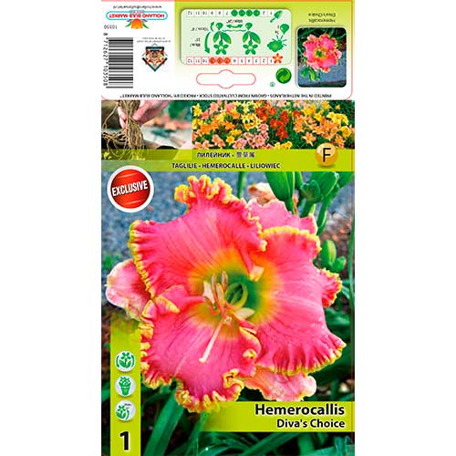 Crin de o zi (Hemerocallis) Diva's Choice imagine 1 articol 76268