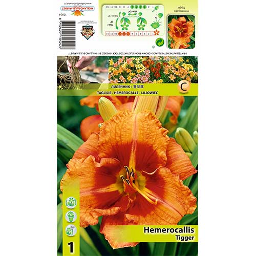 Crin de o zi (Hemerocallis) Tigger imagine 1 articol 70413