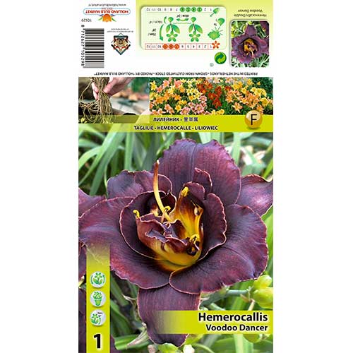 Crin de o zi (Hemerocallis) Voodoo Dancer imagine 1 articol 70414