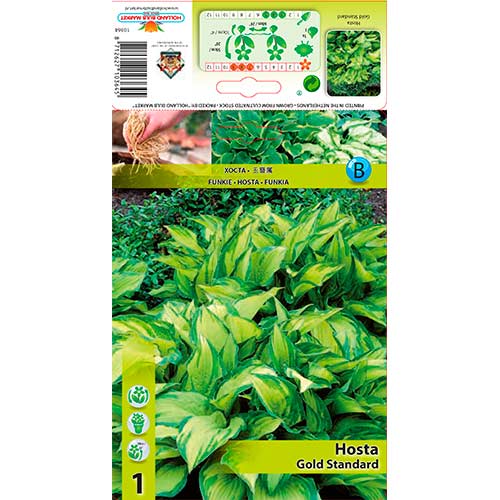 Crin de toamnă (Hosta) Gold Standard imagine 1 articol 76277