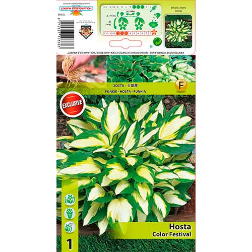 Crin de toamnă (Hosta) Color Festival imagine 1 articol 76275