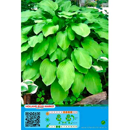 Crin de toamnă (Hosta) Honeybells imagine 1 articol 70467