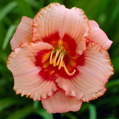 Crin de vară (Hemerocallis) Strawberry Candy imagine 1 articol 68697