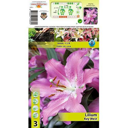 Crin Key West imagine 1 articol 70433