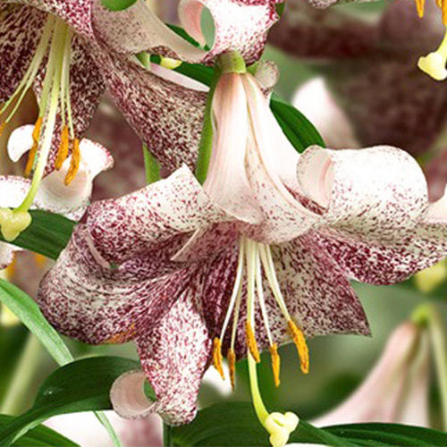 Crin Lankon imagine 1 articol 67626