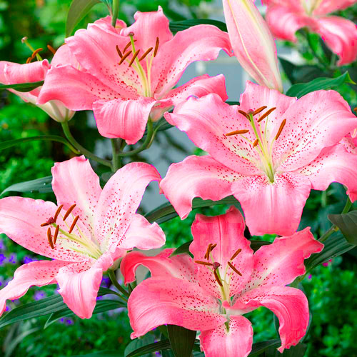 Crin Latvia imagine 3 articol 67625