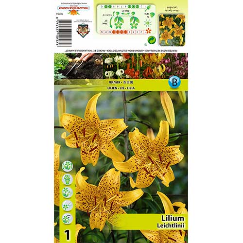 Crin Leichtlinii imagine 1 articol 70434