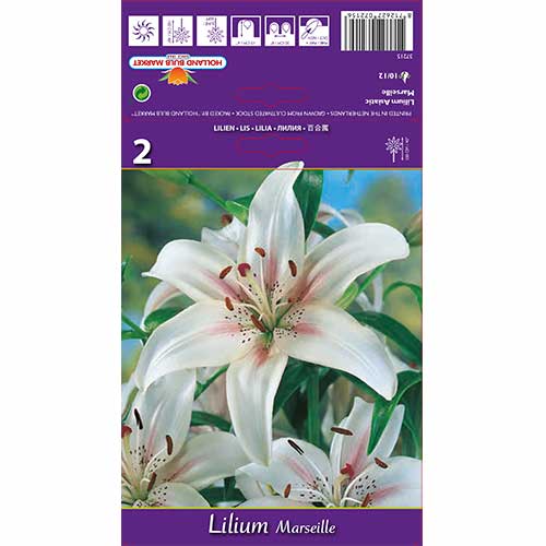 Crin Marseille imagine 1 articol 70210