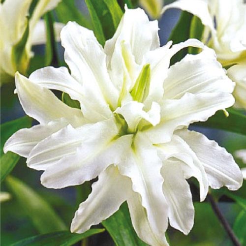 Crin oriental Double Polar Star imagine 1 articol 67022