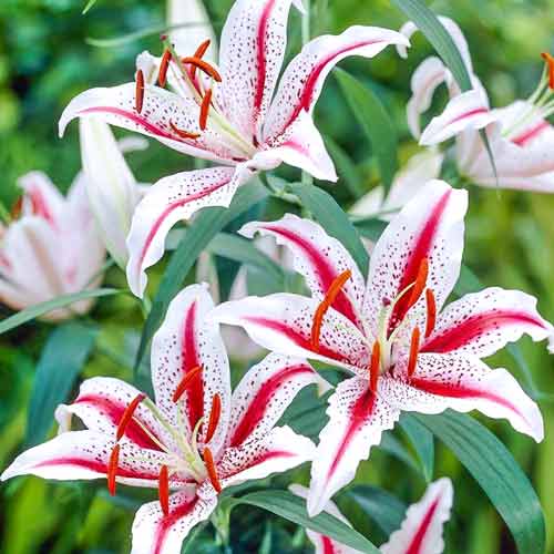 Crin oriental Tigerwoods imagine 1 articol 68317