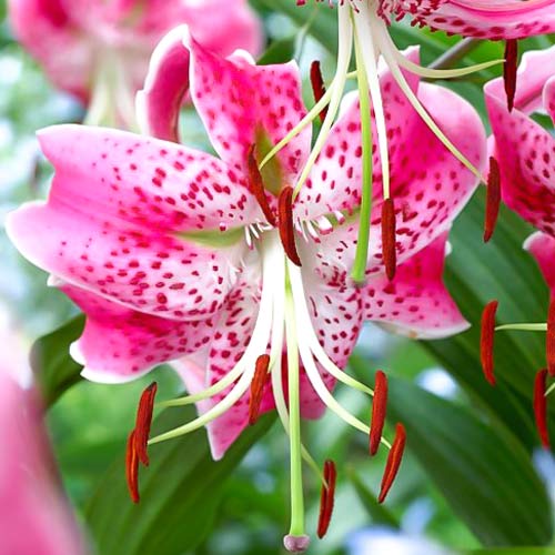 Crin Rubrum imagine 1 articol 68319