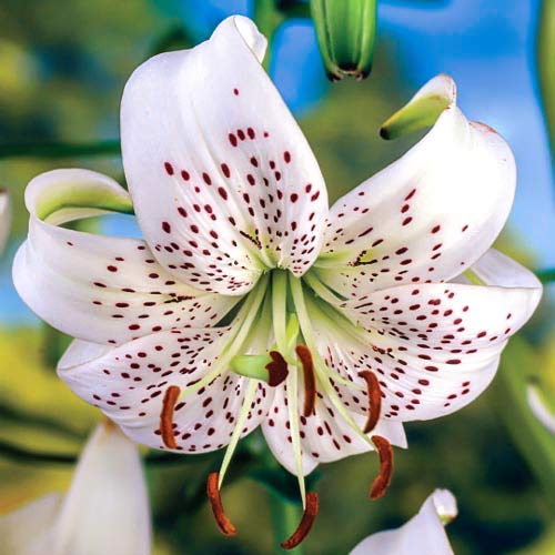 Crin tigrat White Tiger imagine 1 articol 68318