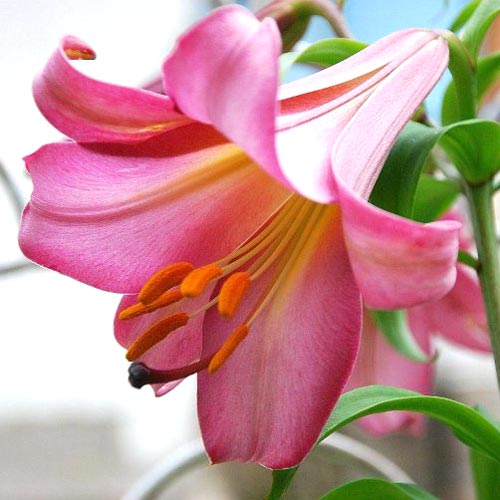 Crin trompetă Pink Perfection imagine 1 articol 67254