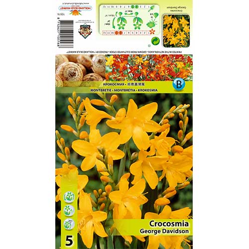 Crocosmia George Davidson imagine 1 articol 70369