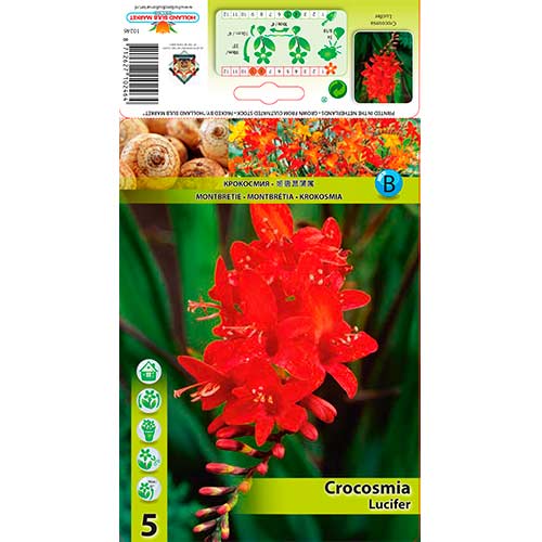 Crocosmia Lucifer imagine 1 articol 76204