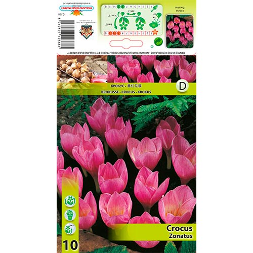 Brândușe Zonatus imagine 1 articol 67345