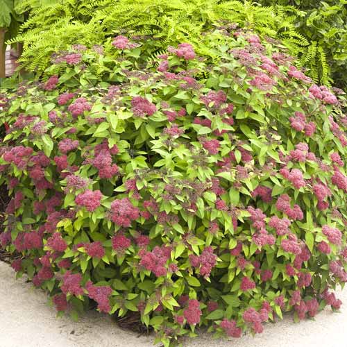 Cununiță cinerea Dart's Red, C3 imagine 1 articol 7729