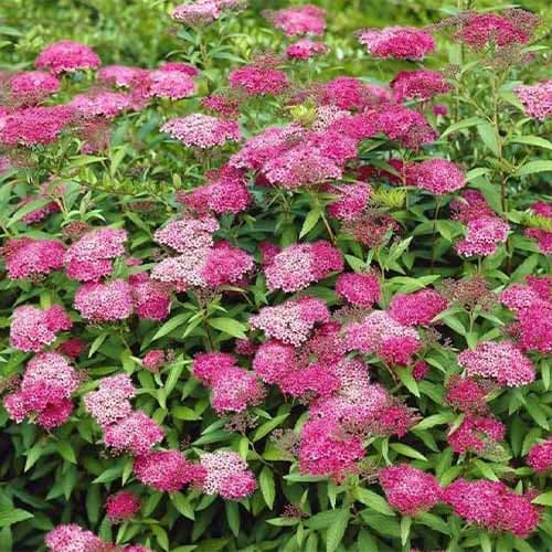 Cununiță japoneză Anthony Waterer imagine 1 articol 4811